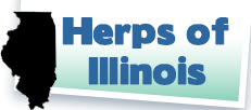 Link to Herps of IL